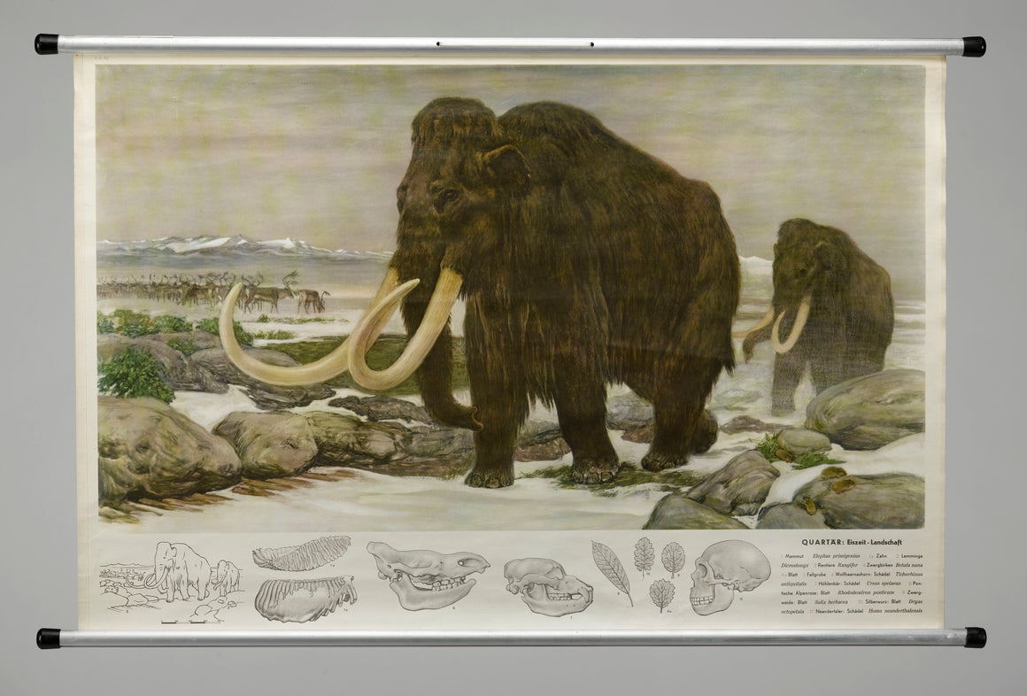1955 "Quaternary: Ice-Age Landscape" Woolly Mammoth Wall Hanging by Fritz Zerritsch