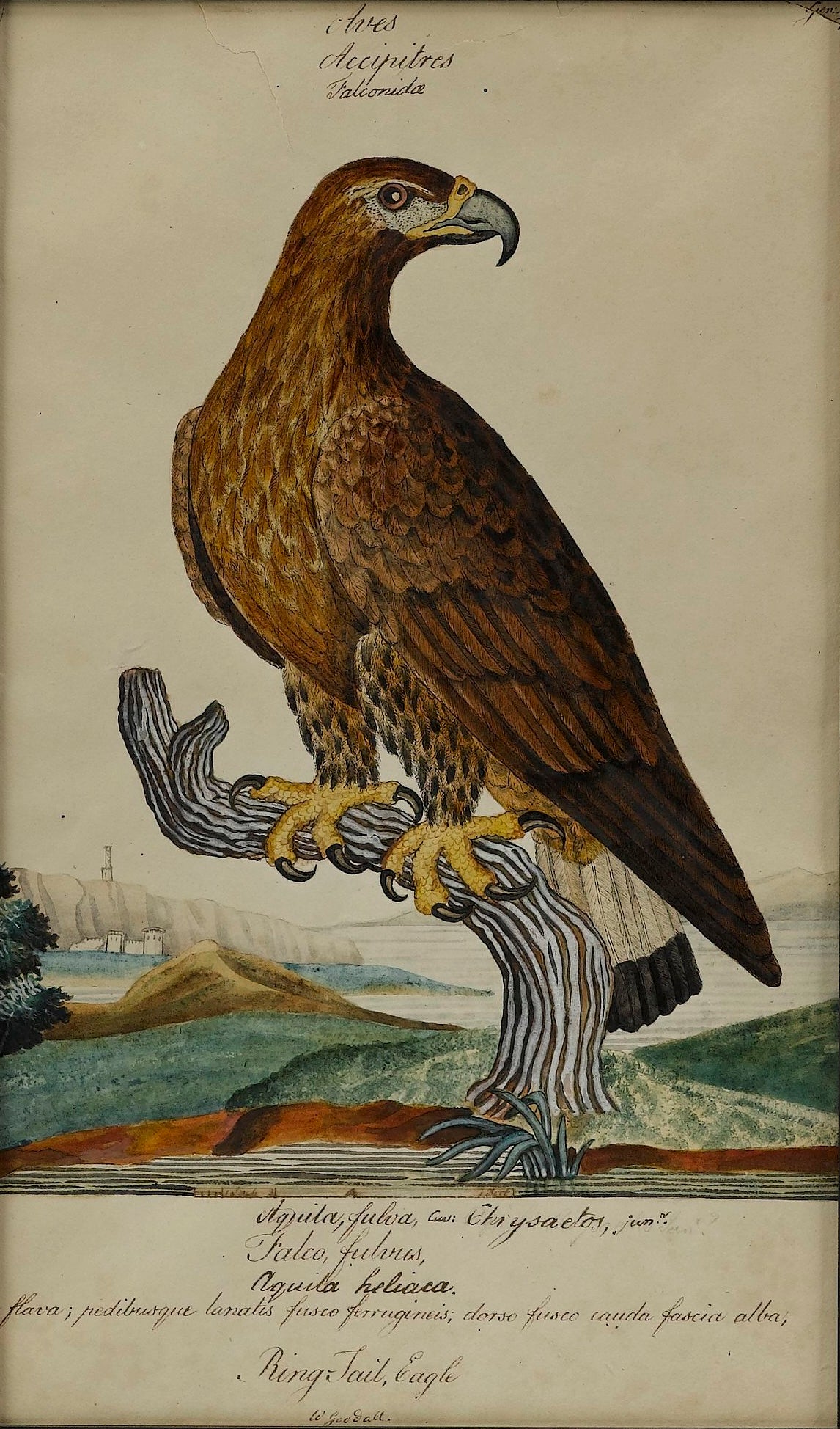 "Ring Tail Eagle" by William Goodall, Watercolor and Ink Drawing, Early 19th Century