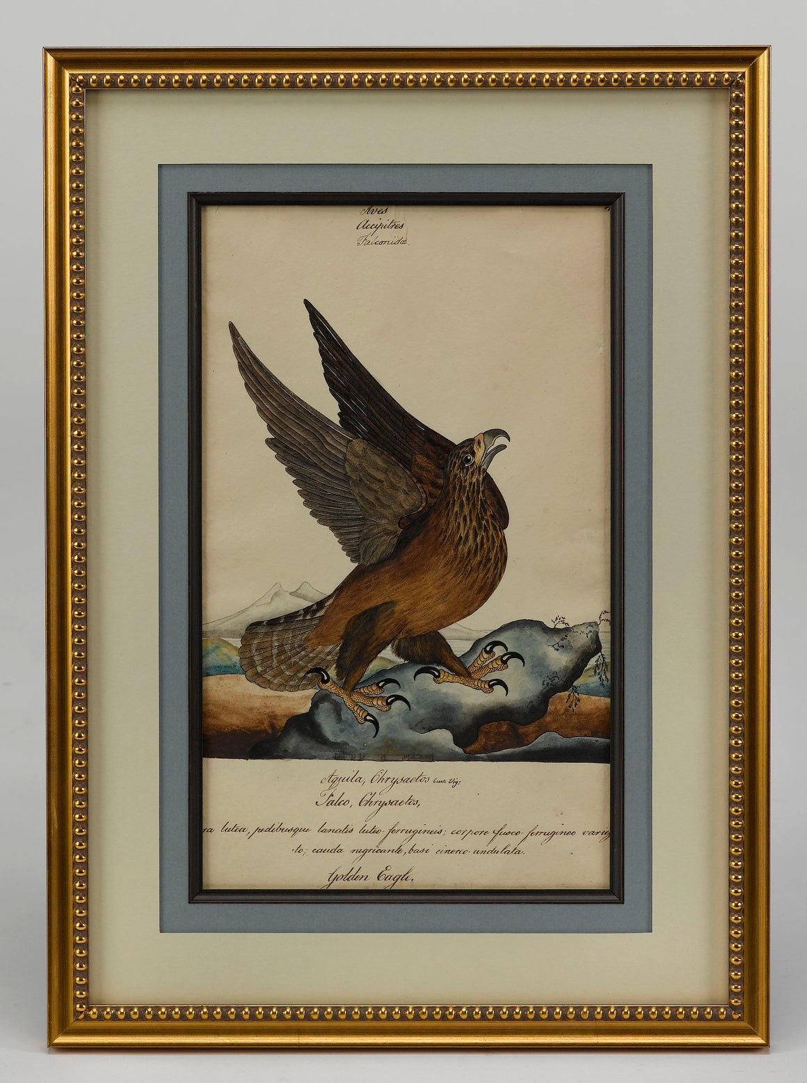 "Golden Eagle" by William Goodall, Watercolor and Ink Drawing, Early 19th Century