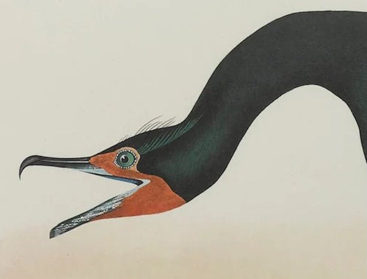 "Florida Cormorant" Lithograph by James John Audubon, Amsterdam Edition, 1971 - 72 - The Great Republic