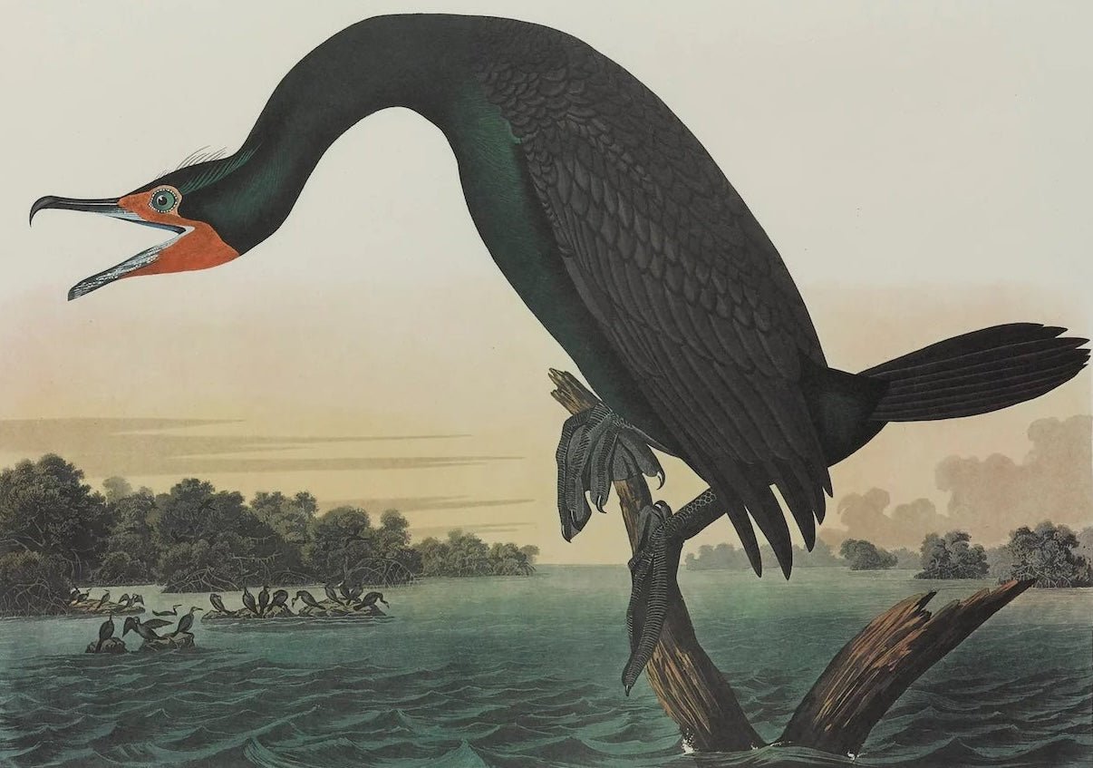 "Florida Cormorant" Lithograph by James John Audubon, Amsterdam Edition, 1971 - 72 - The Great Republic