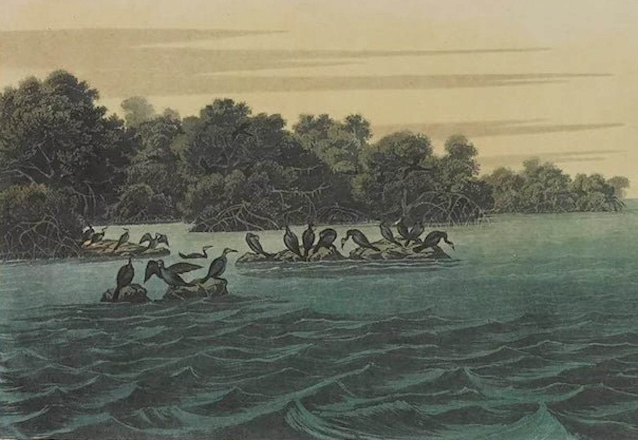 "Florida Cormorant" Lithograph by James John Audubon, Amsterdam Edition, 1971 - 72 - The Great Republic