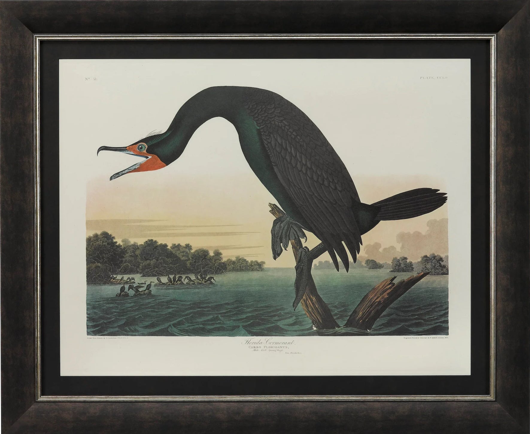 "Florida Cormorant" Lithograph by James John Audubon, Amsterdam Edition, 1971 - 72 - The Great Republic