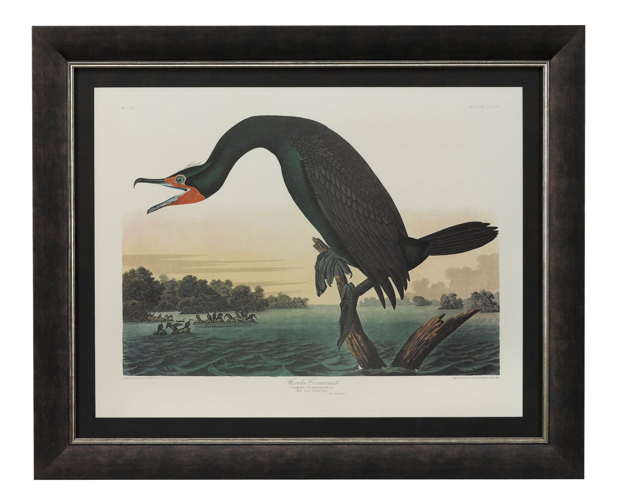 "Florida Cormorant" Lithograph by James John Audubon, Amsterdam Edition, 1971 - 72 - The Great Republic