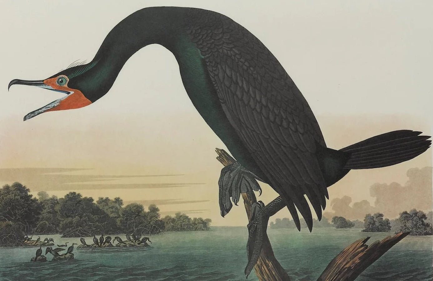 "Florida Cormorant" Lithograph by James John Audubon, Amsterdam Edition, 1971 - 72 - The Great Republic
