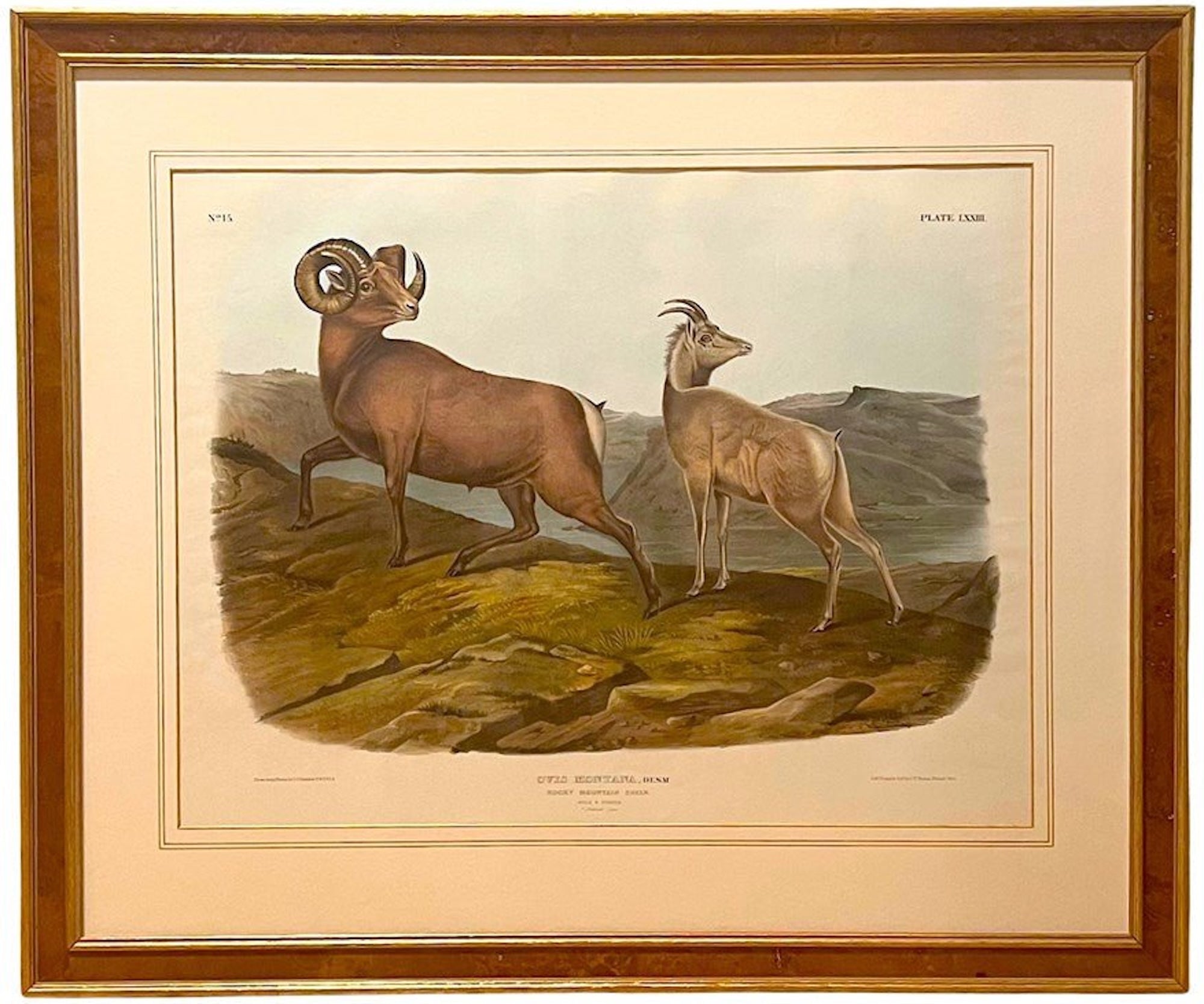 "Ovis Montana. Rocky Mountain Sheep" Hand-colored Lithograph, by John James Audubon, Printed by J.T. Bowen, Circa 1845 - The Great Republic