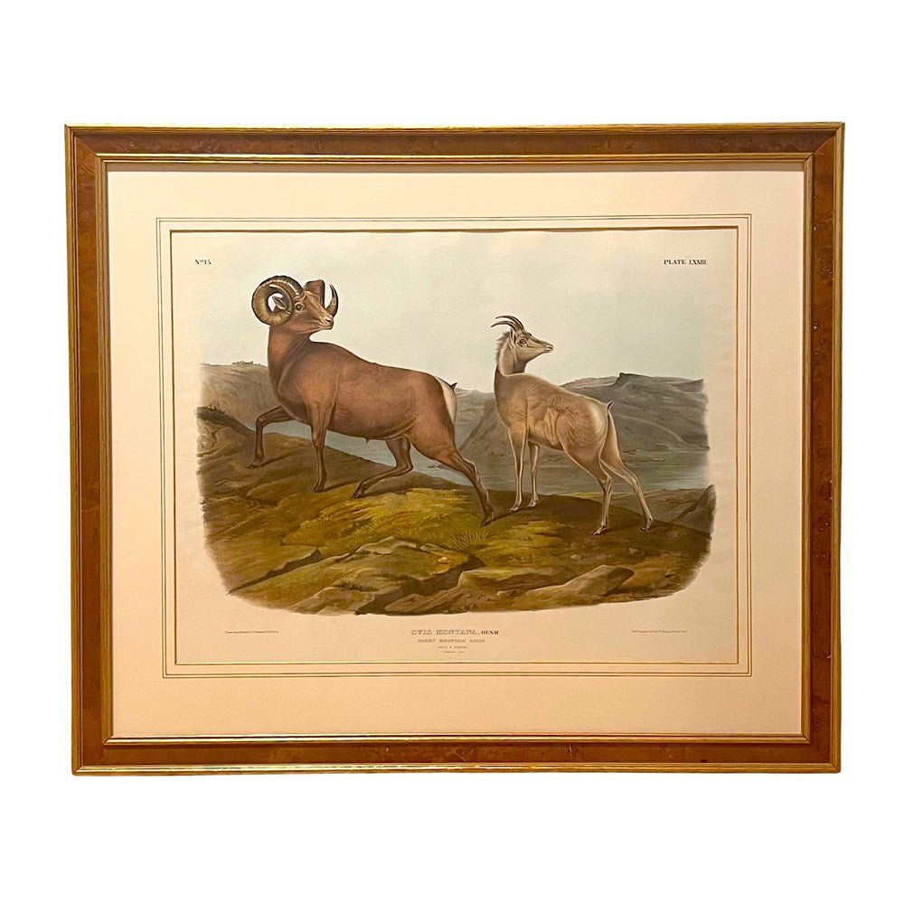 "Ovis Montana. Rocky Mountain Sheep" Hand-colored Lithograph, by John James Audubon, Printed by J.T. Bowen, Circa 1845 - The Great Republic