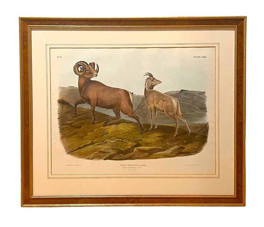"Ovis Montana. Rocky Mountain Sheep" Hand-colored Lithograph, by John James Audubon, Printed by J.T. Bowen, Circa 1845 - The Great Republic