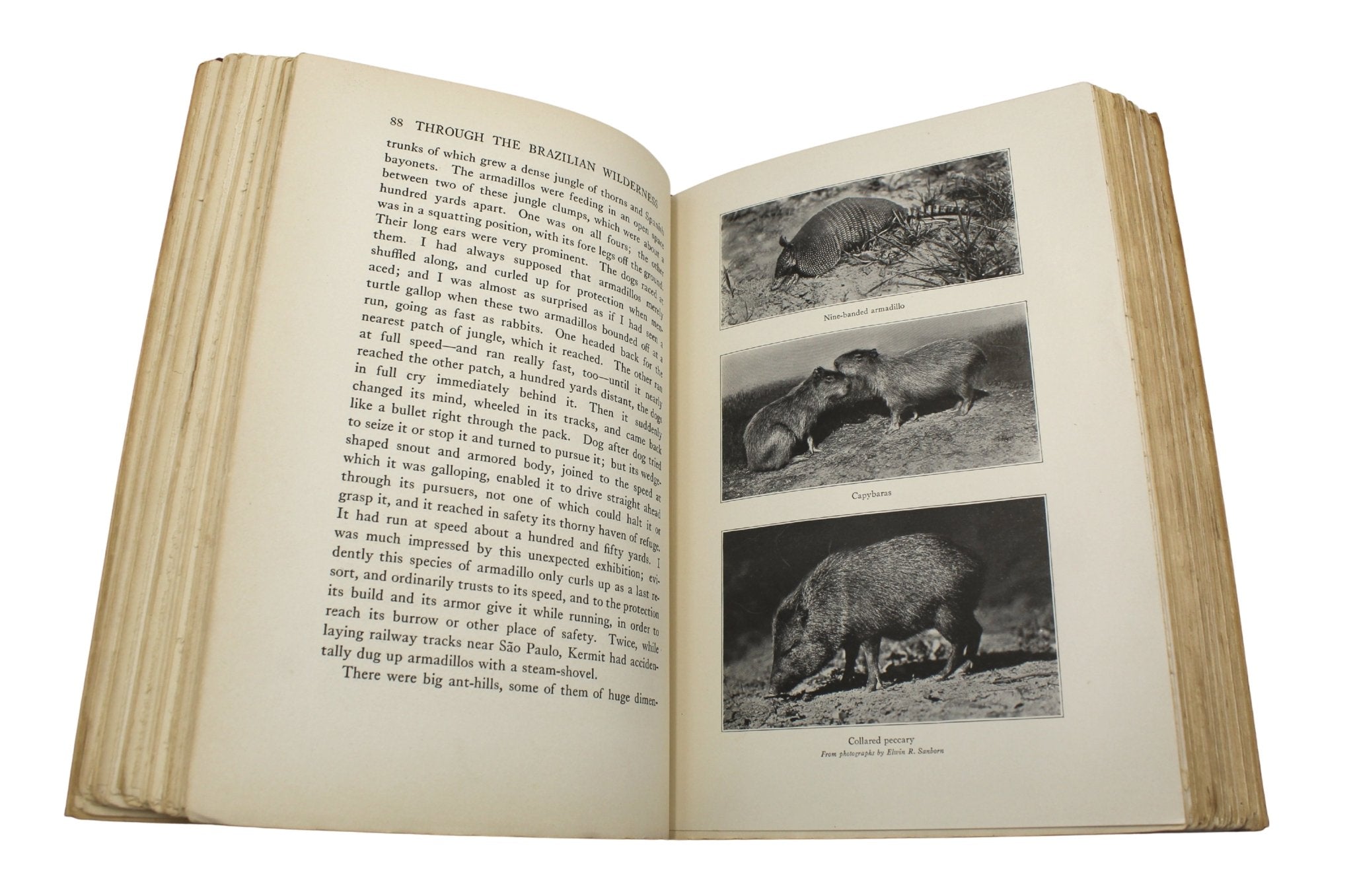 Through the Brazilian Wilderness by Theodore Roosevelt, First Edition, in Original Boards, 1914 - The Great Republic