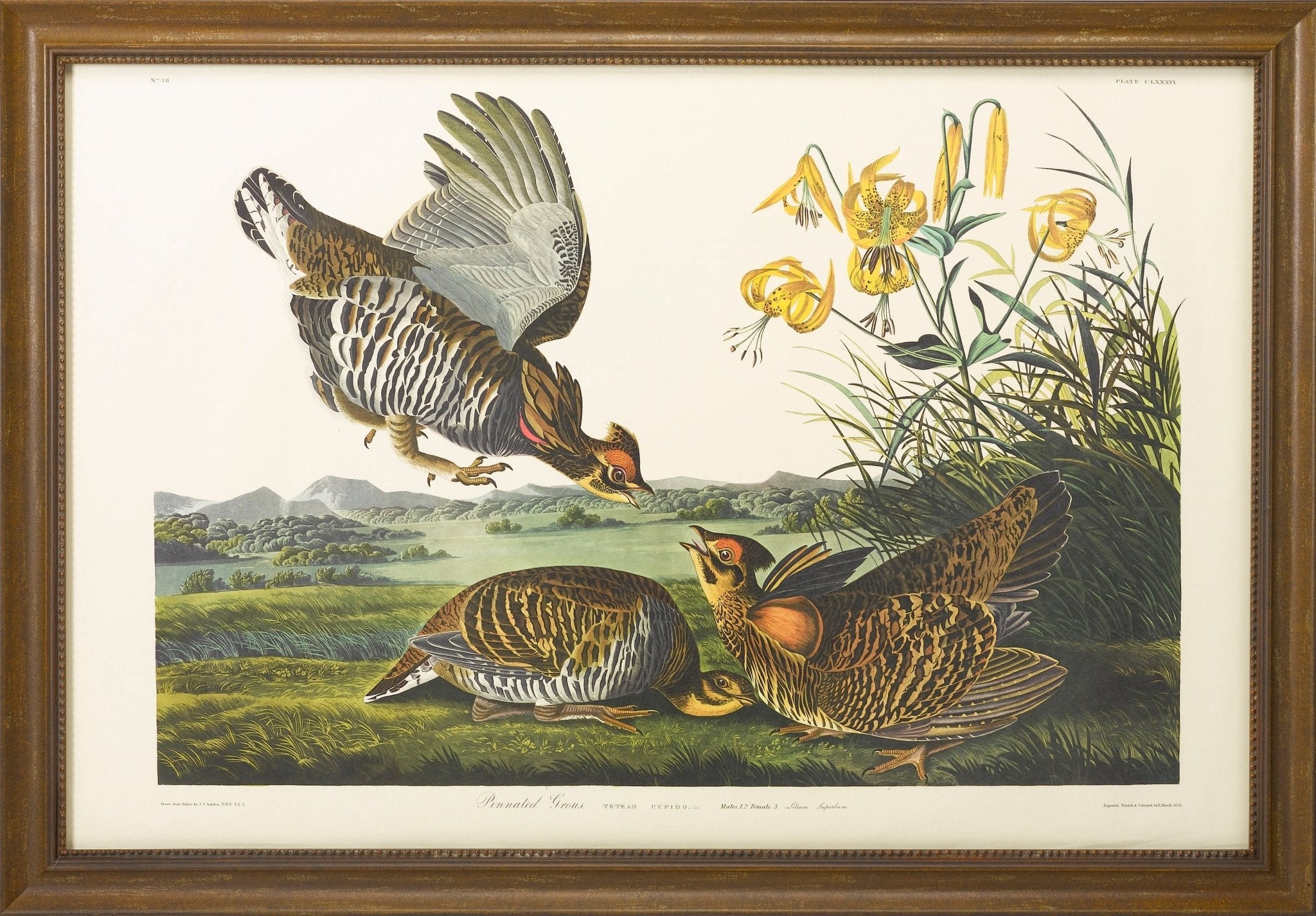 John James Audubon - The Great Republic
