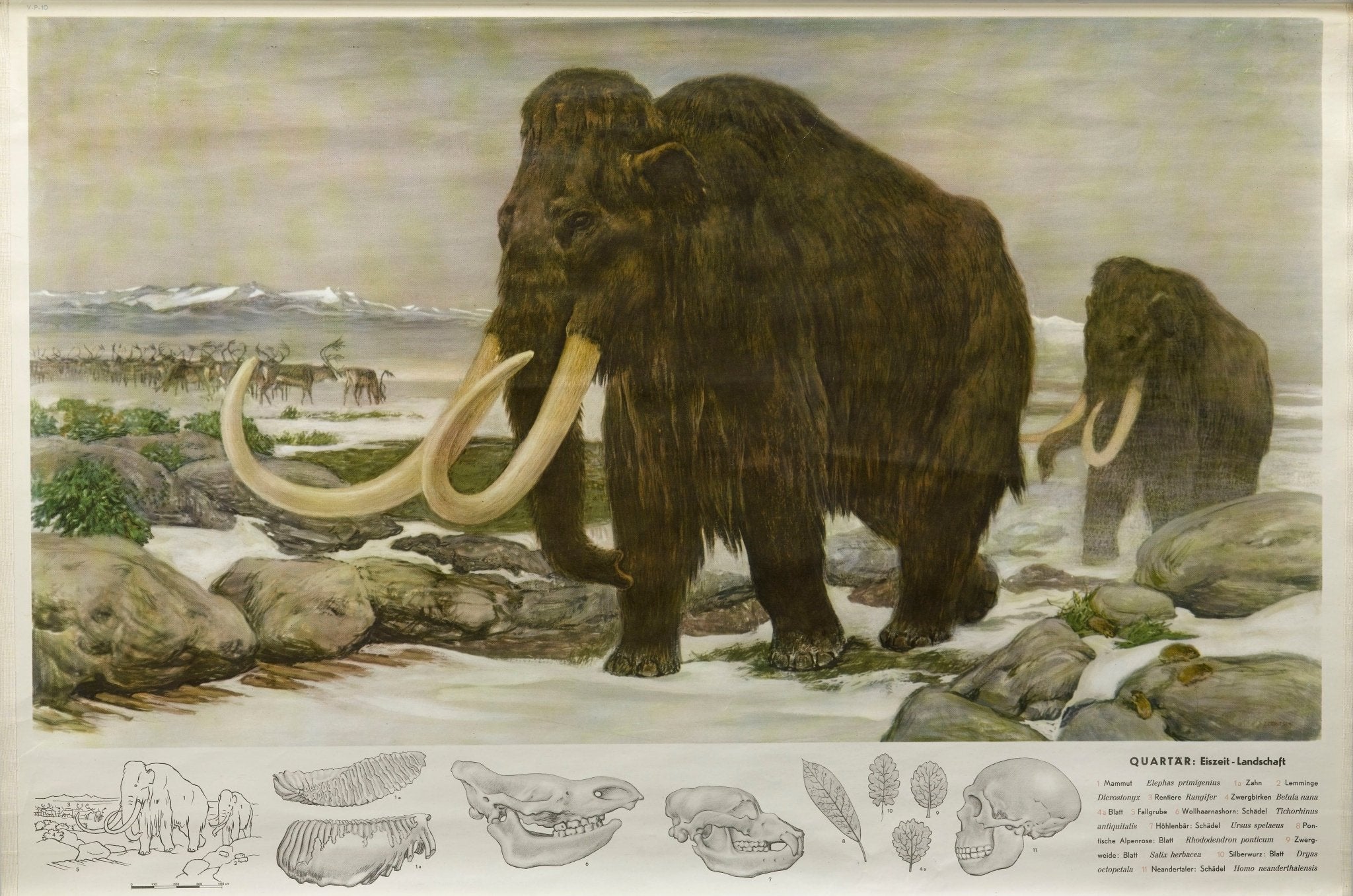 1955 "Quaternary: Ice - Age Landscape" Woolly Mammoth Wall Hanging by Fritz Zerritsch - The Great Republic