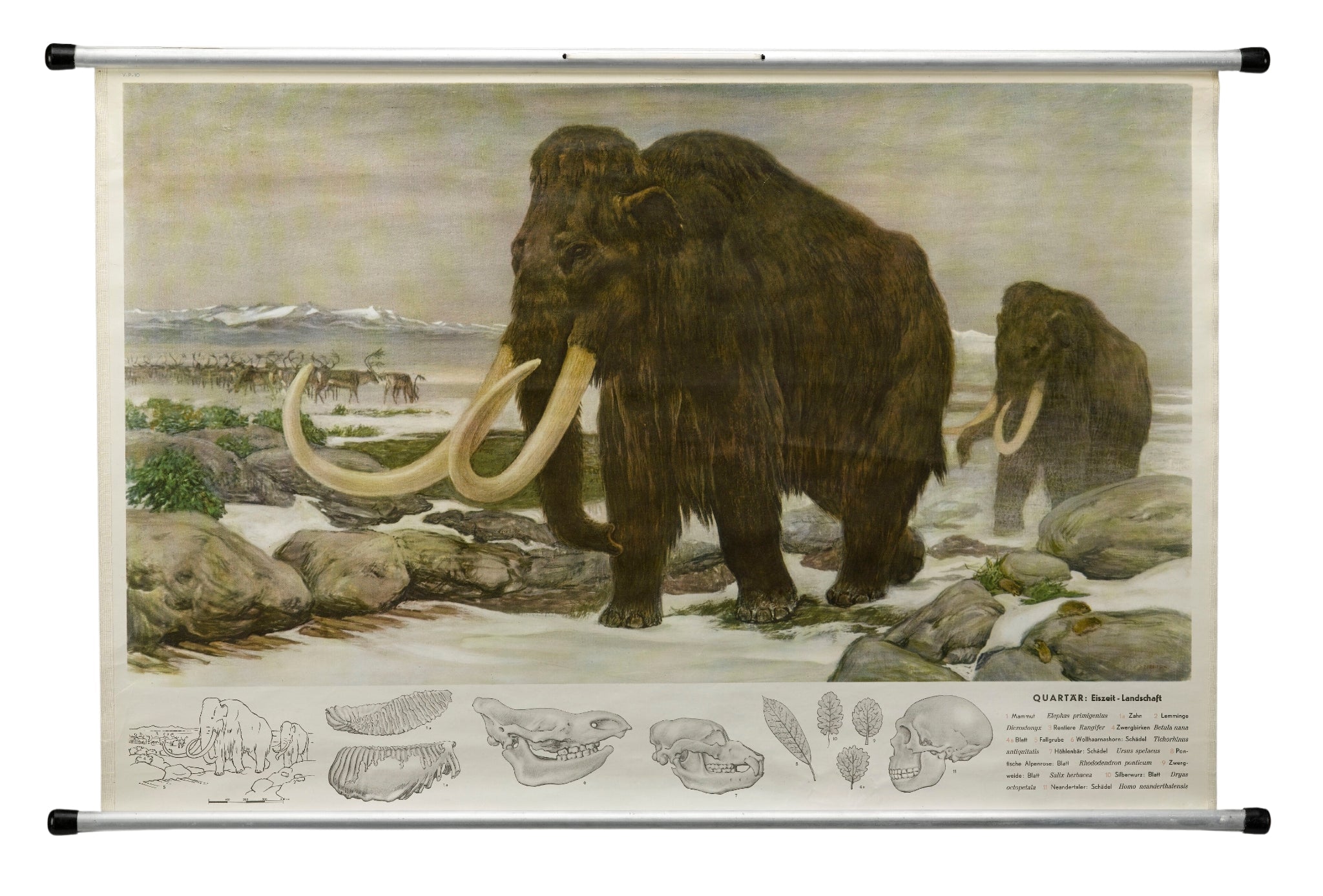 1955 "Quaternary: Ice - Age Landscape" Woolly Mammoth Wall Hanging by Fritz Zerritsch - The Great Republic