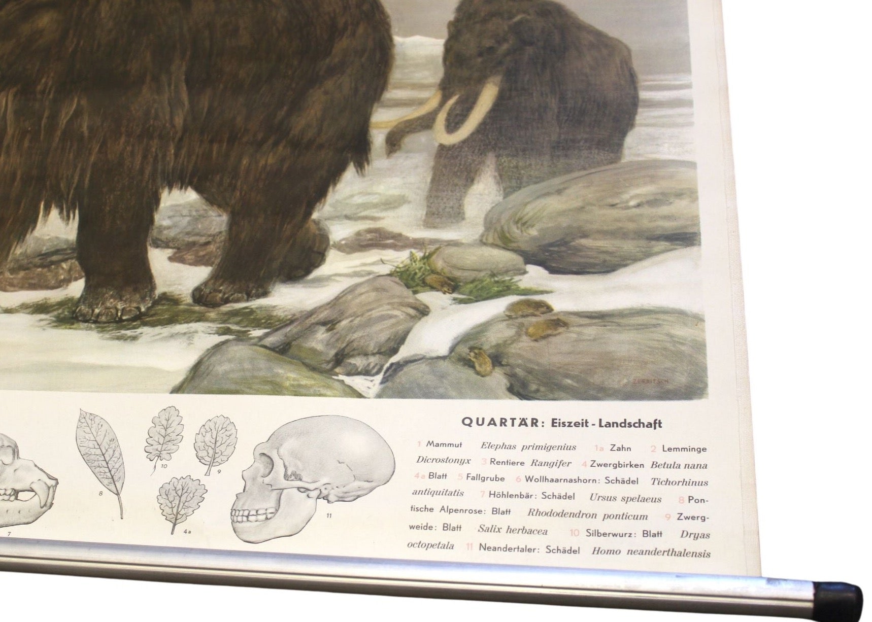 1955 "Quaternary: Ice - Age Landscape" Woolly Mammoth Wall Hanging by Fritz Zerritsch - The Great Republic