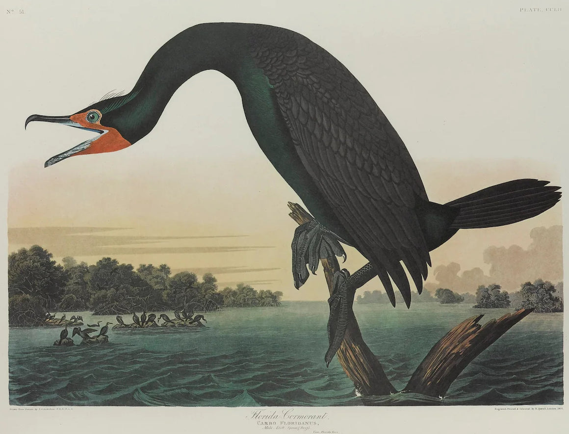 "Florida Cormorant" Lithograph by James John Audubon, Amsterdam Edition, 1971-72