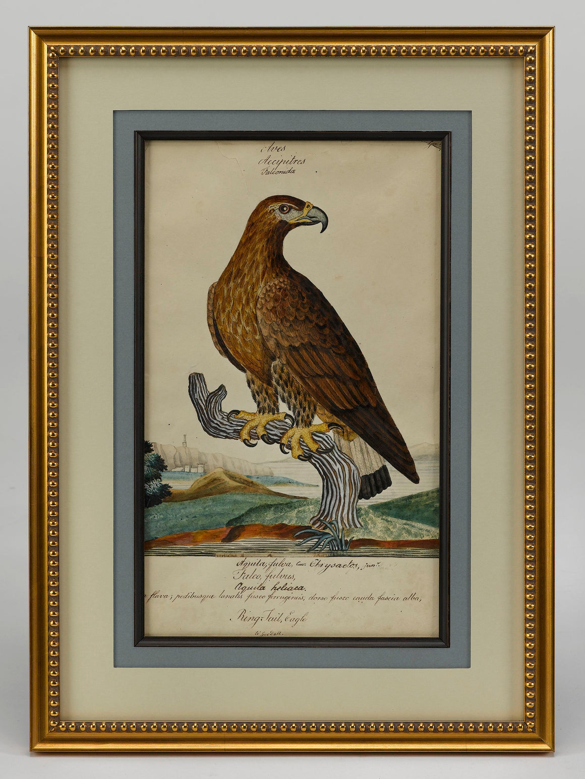 "Ring Tail Eagle" by William Goodall, Watercolor and Ink Drawing, Early 19th Century