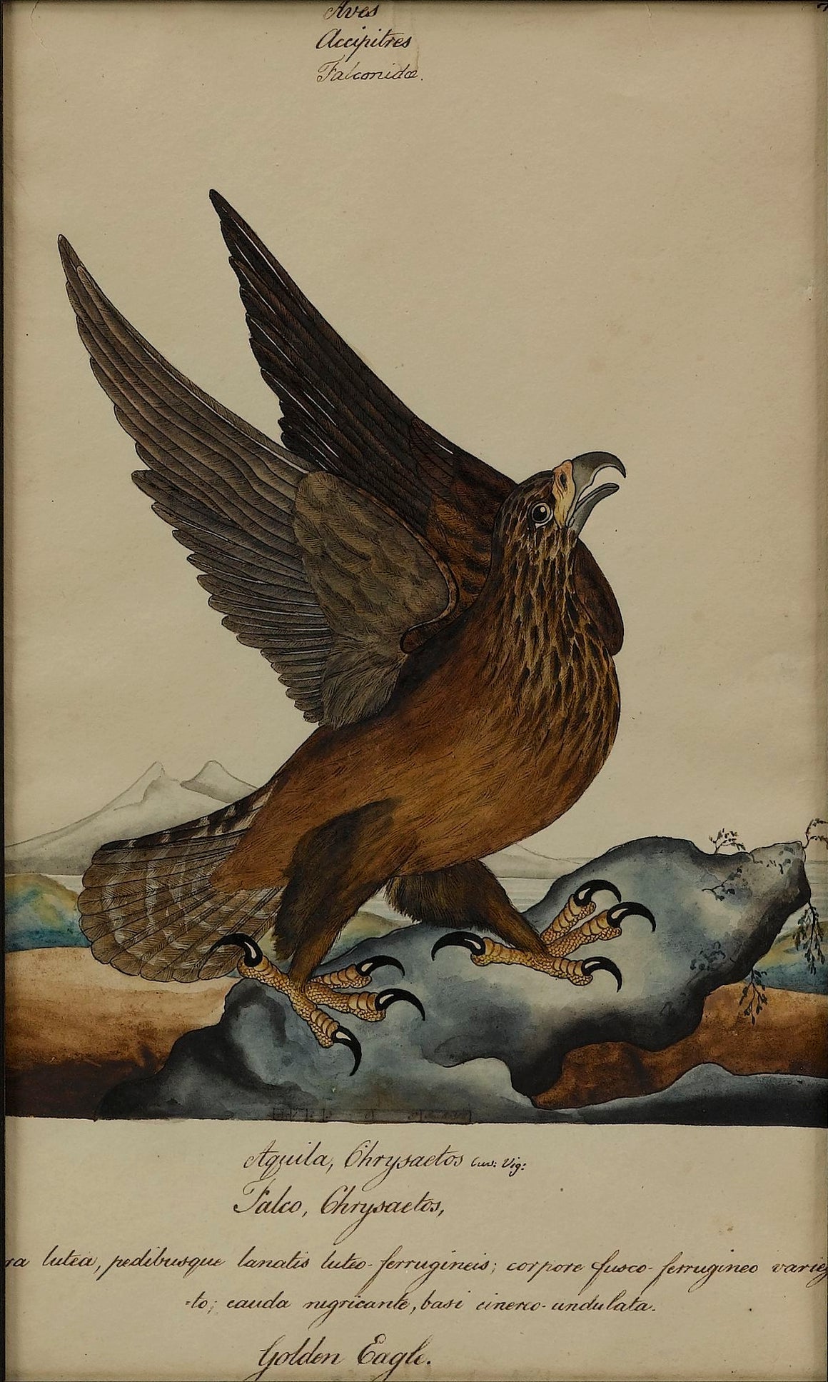 "Golden Eagle" by William Goodall, Watercolor and Ink Drawing, Early 19th Century