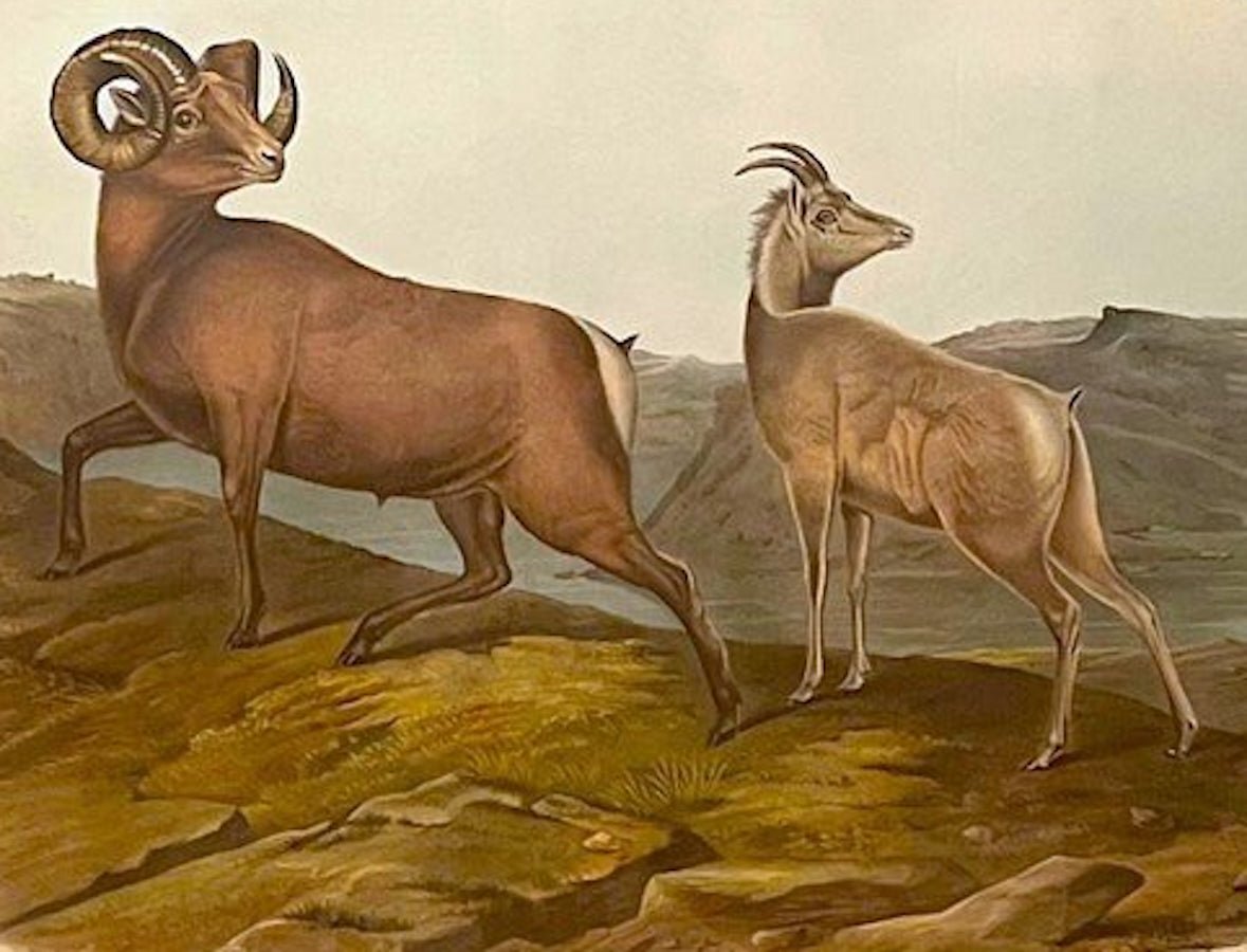 "Ovis Montana. Rocky Mountain Sheep" Hand-colored Lithograph, by John James Audubon, Printed by J.T. Bowen, Circa 1845 - The Great Republic