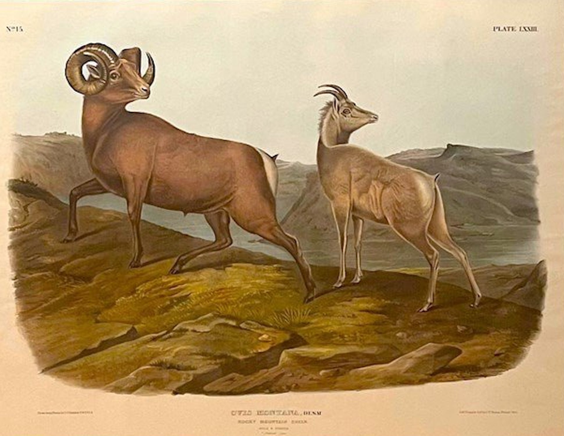 "Ovis Montana. Rocky Mountain Sheep" Hand-colored Lithograph, by John James Audubon, Printed by J.T. Bowen, Circa 1845 - The Great Republic